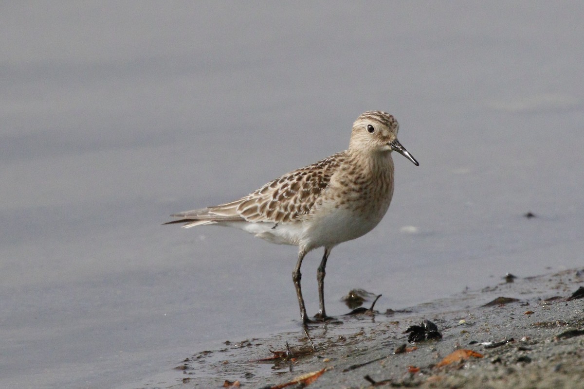 Baird's Sandpiper - ML114672521