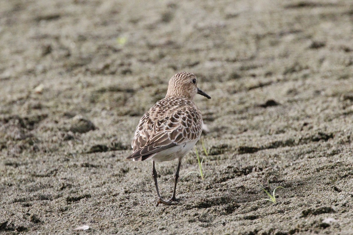 Baird's Sandpiper - ML114672571