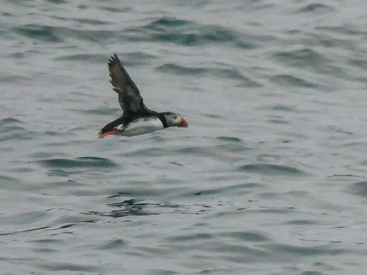 Atlantic Puffin - ML114673401