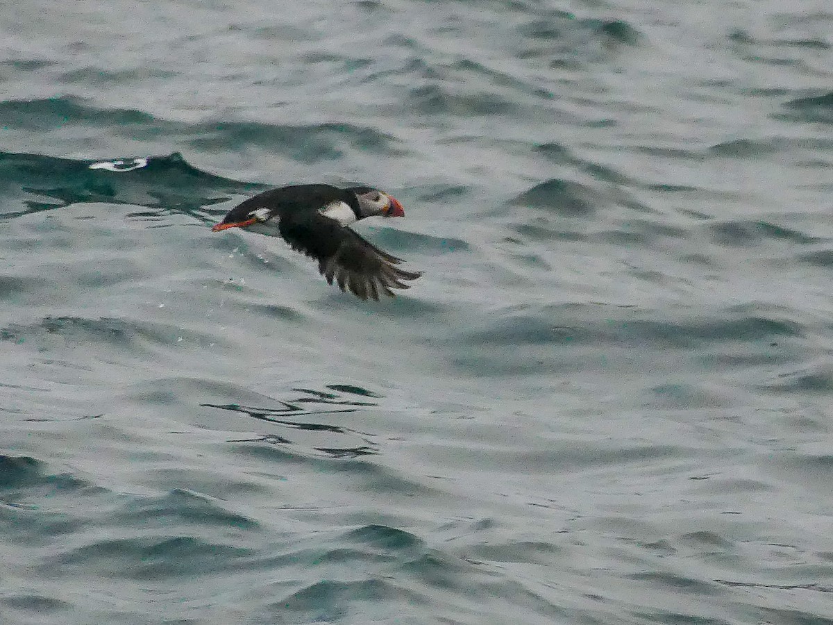 Atlantic Puffin - Mike Prince