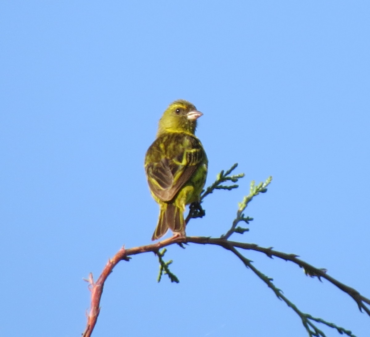 Southern Citril - James Bradley