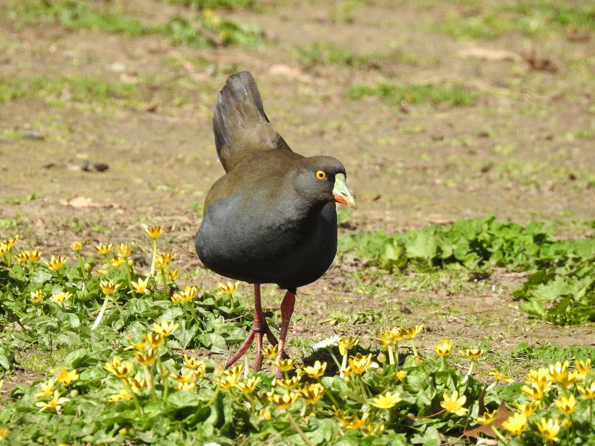 Black-tailed Nativehen - Jeffrey Crawley