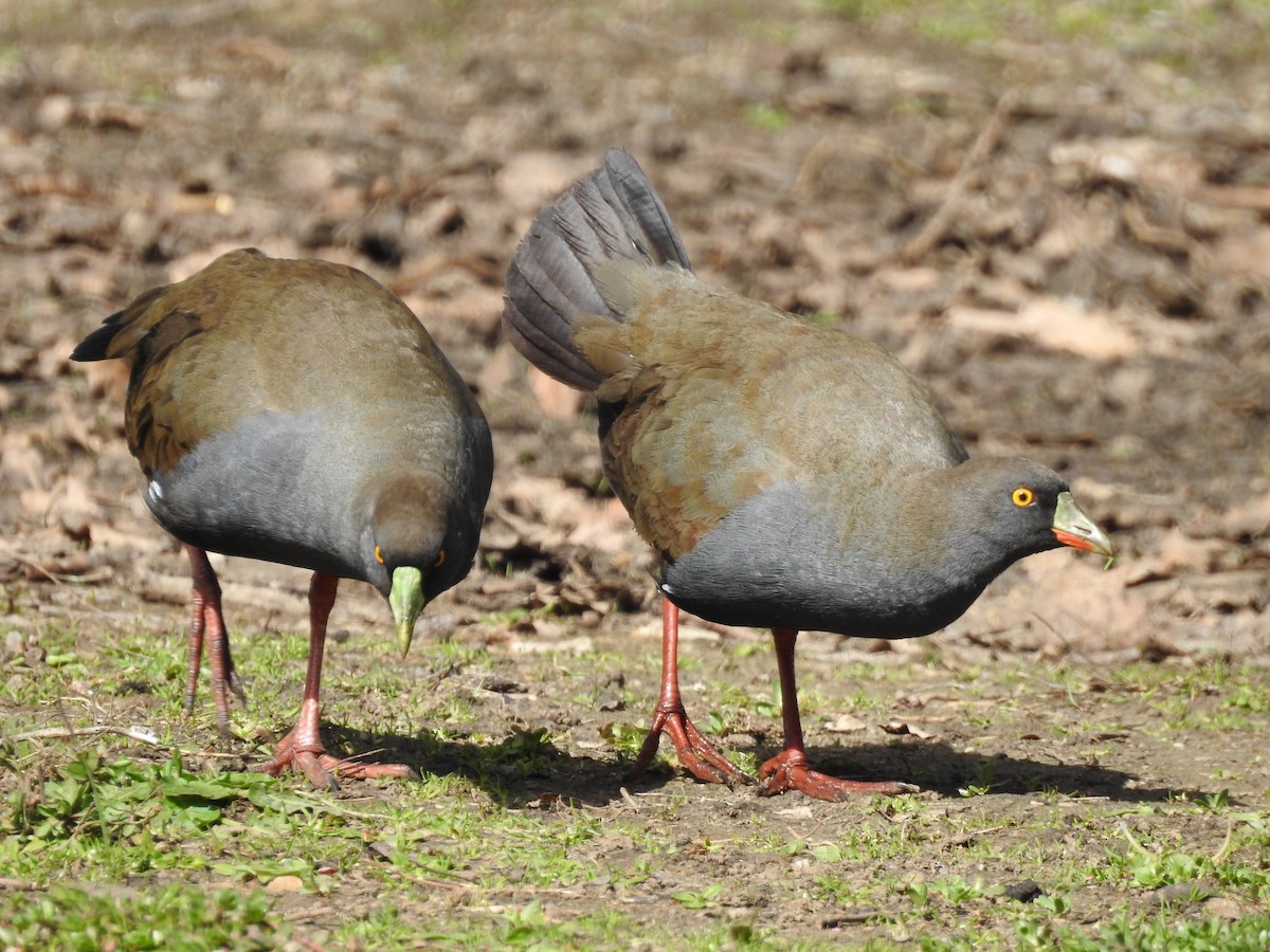 Black-tailed Nativehen - Jeffrey Crawley