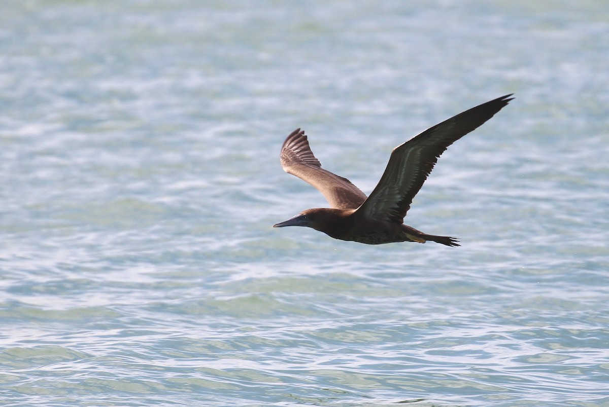 Piquero Pardo (leucogaster) - ML114677181