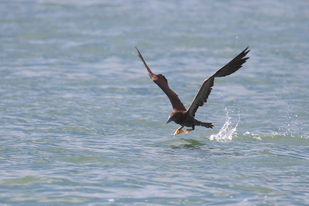 Brown Booby (Atlantic) - Alex Lamoreaux