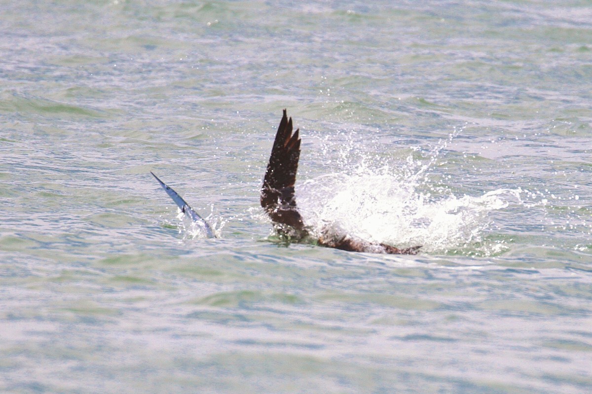 Piquero Pardo (leucogaster) - ML114677211