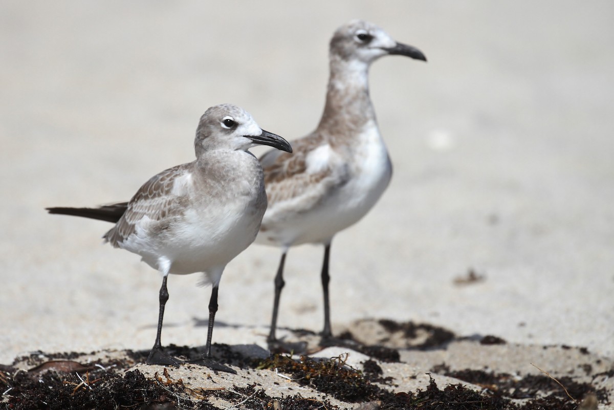 Mouette atricille - ML114677251