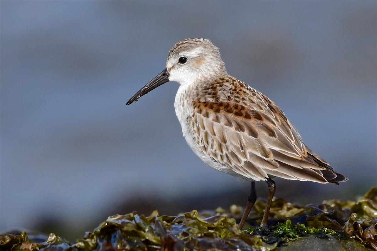 Western Sandpiper - George Gibbs