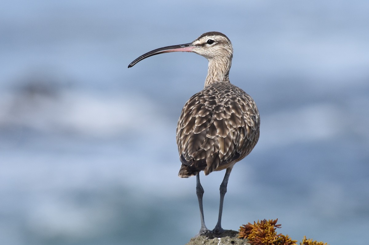 Whimbrel - George Gibbs