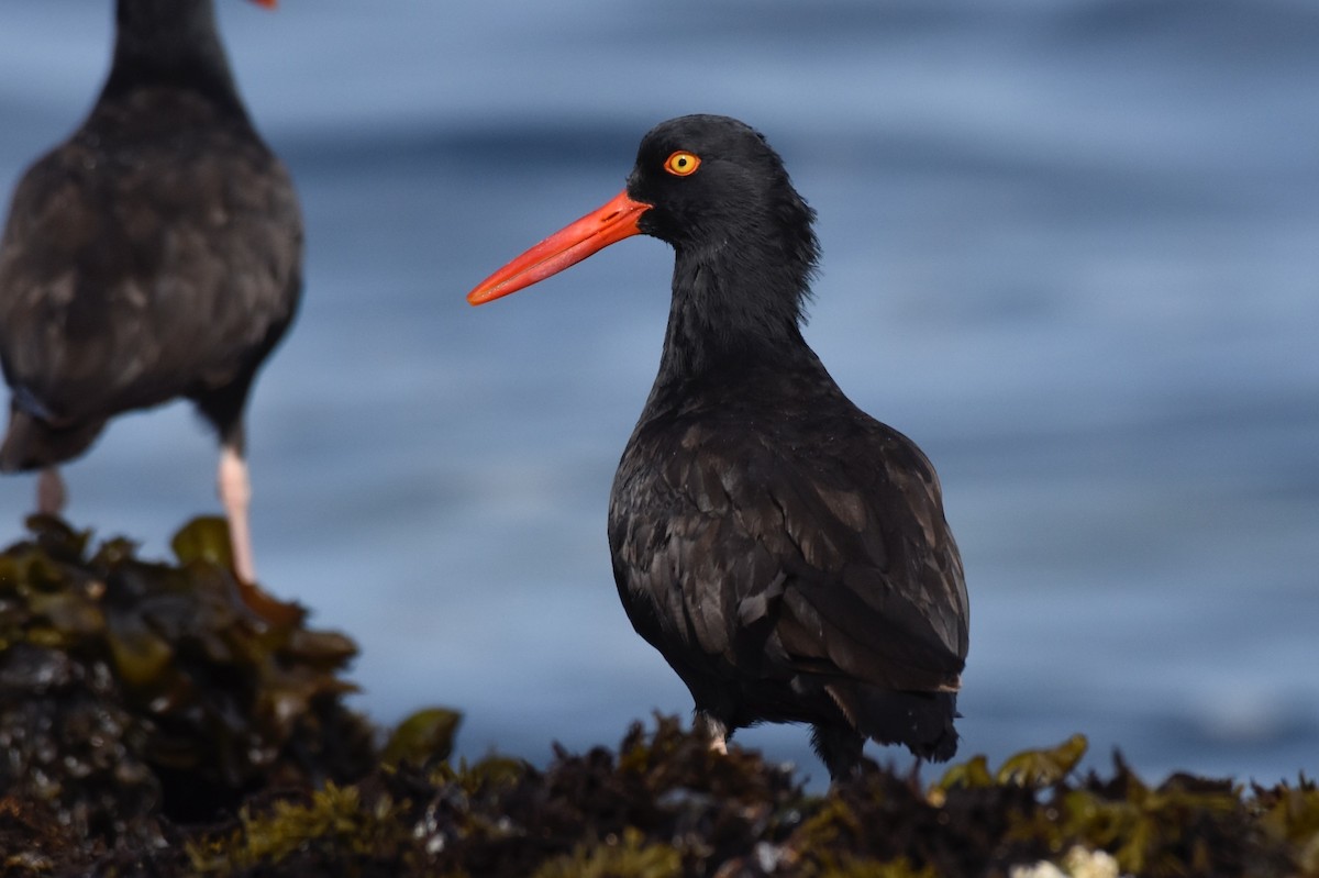 Black Oystercatcher - ML114677381