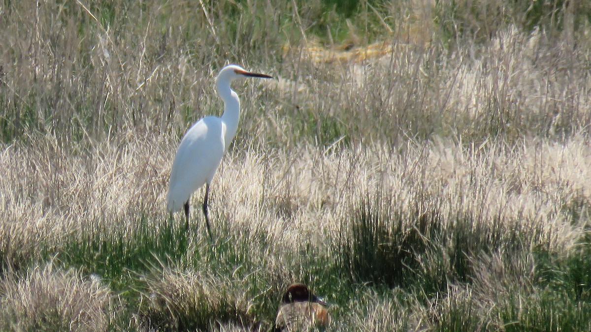 Snowy Egret - ML114678841