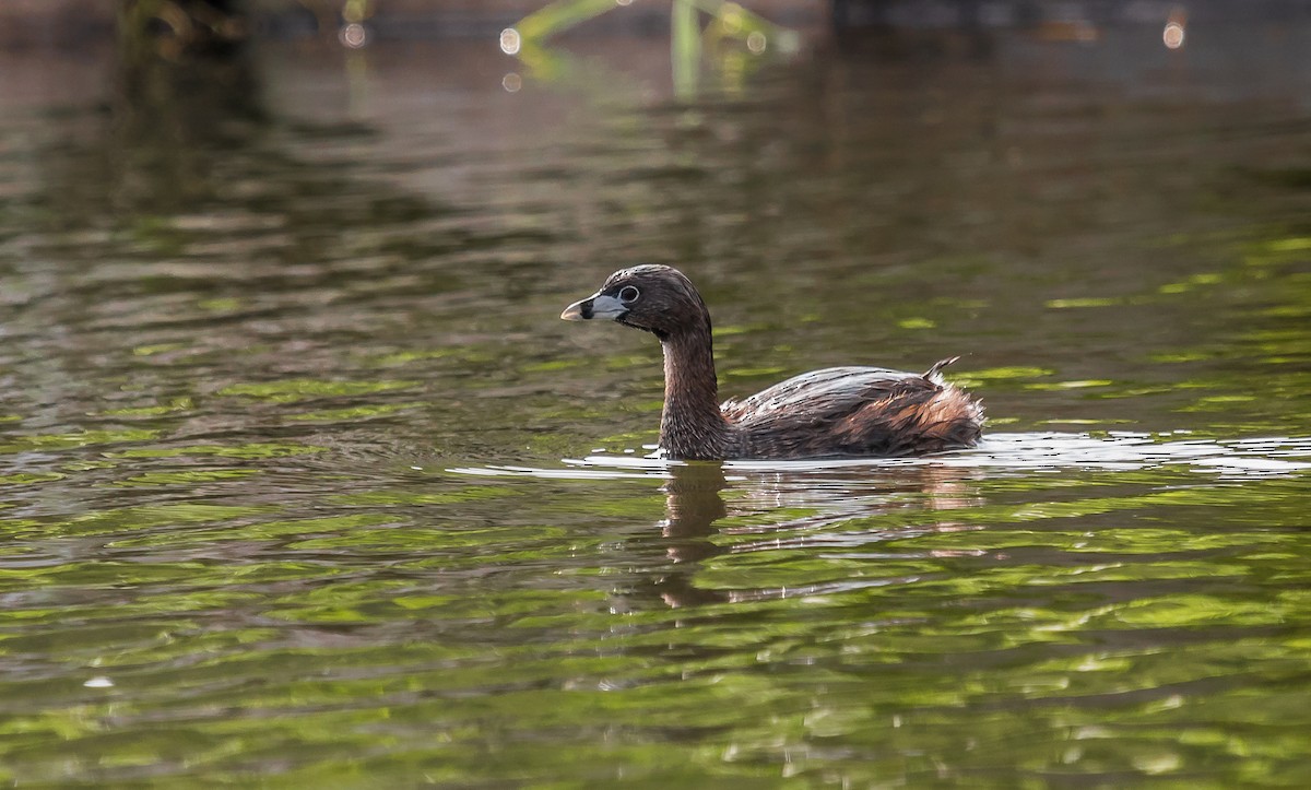 Pied-billed Grebe - ML114679721