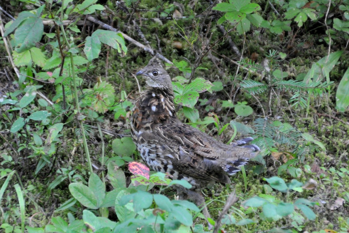 Ruffed Grouse - ML114679831