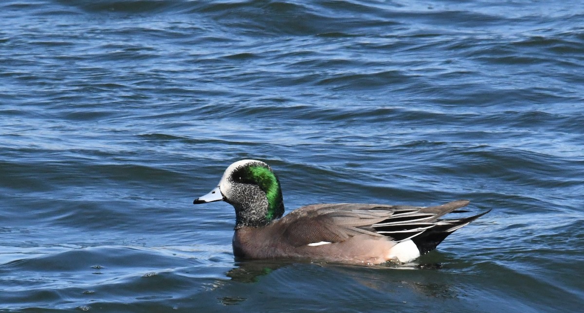 American Wigeon - Lance Felber