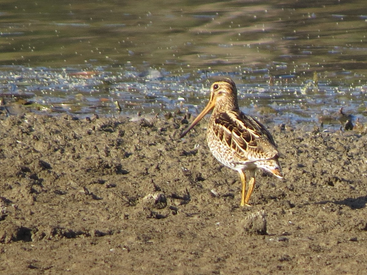 Latham's Snipe - ML114683501