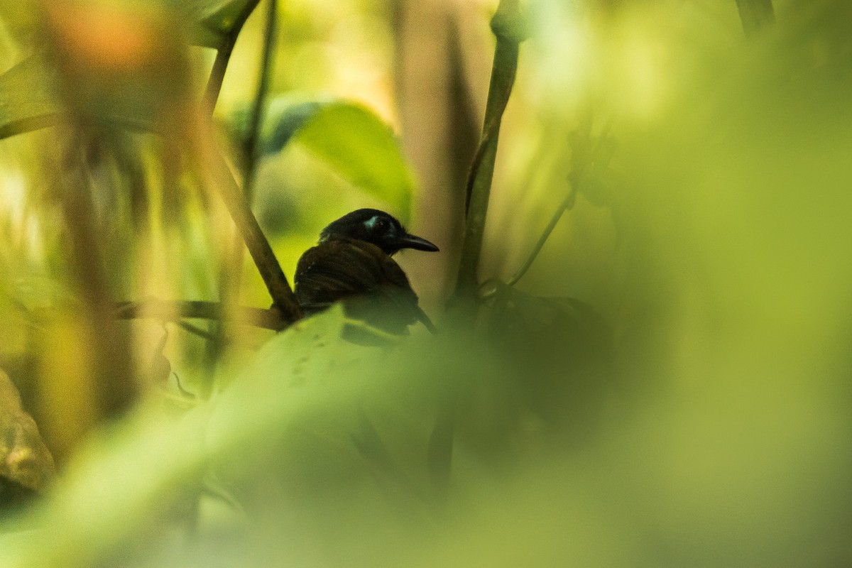 Chestnut-backed Antbird - ML114683961