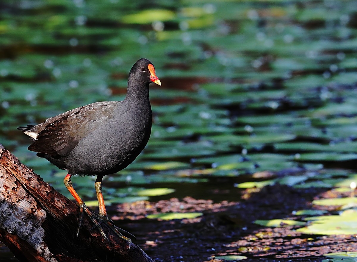 Dusky Moorhen - Tony Ashton