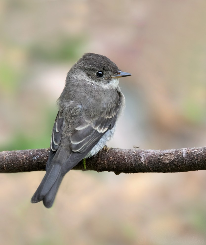 Western Wood-Pewee - Nick Saunders