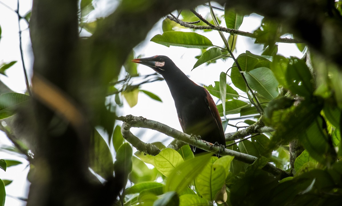 Baudo Oropendola - ML114685851