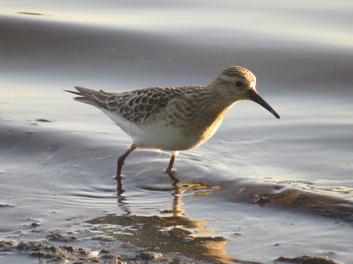 Baird's Sandpiper - ML114686201