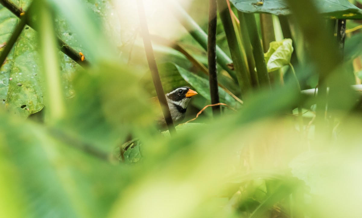 Orange-billed Sparrow - ML114687101