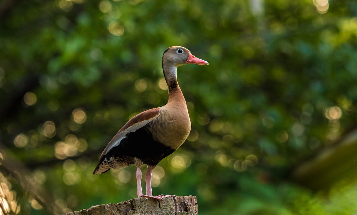 Black-bellied Whistling-Duck (Southern) - David Monroy Rengifo