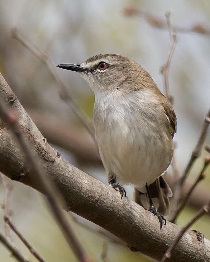 Mangrove Gerygone - ML114688901