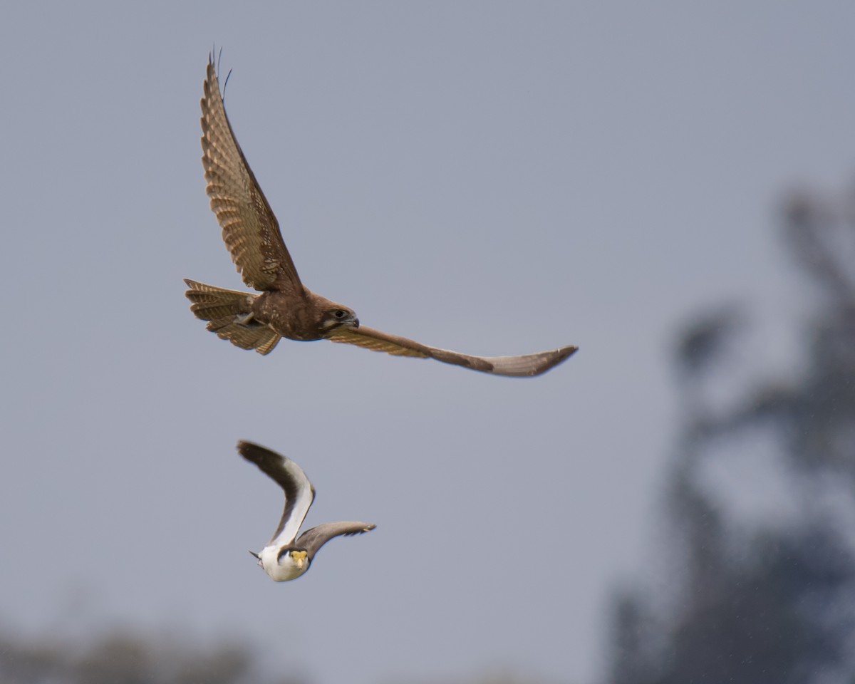 Brown Falcon - ML114688961