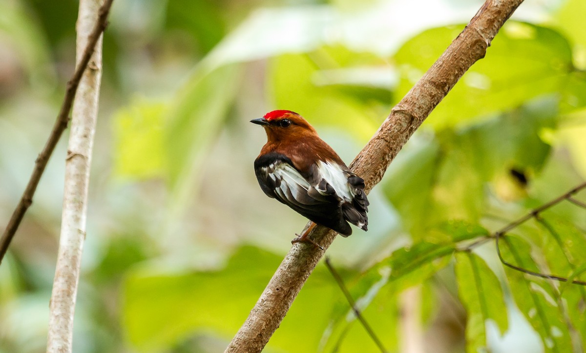 Club-winged Manakin - David Monroy Rengifo