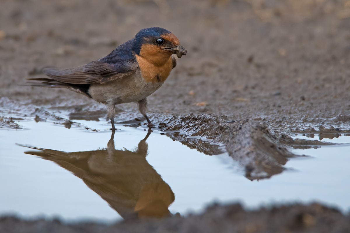 Golondrina Australiana - ML114689041