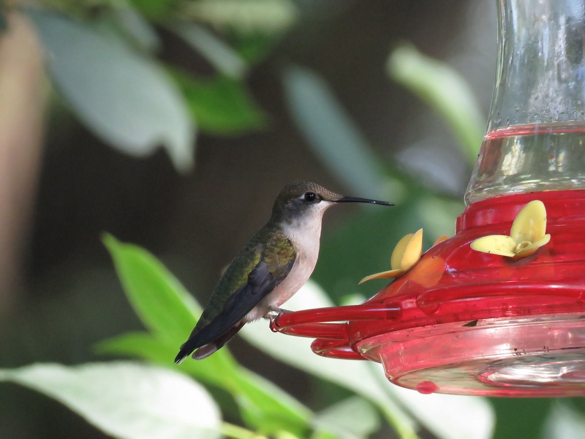 Ruby-throated Hummingbird - Mick ZERR