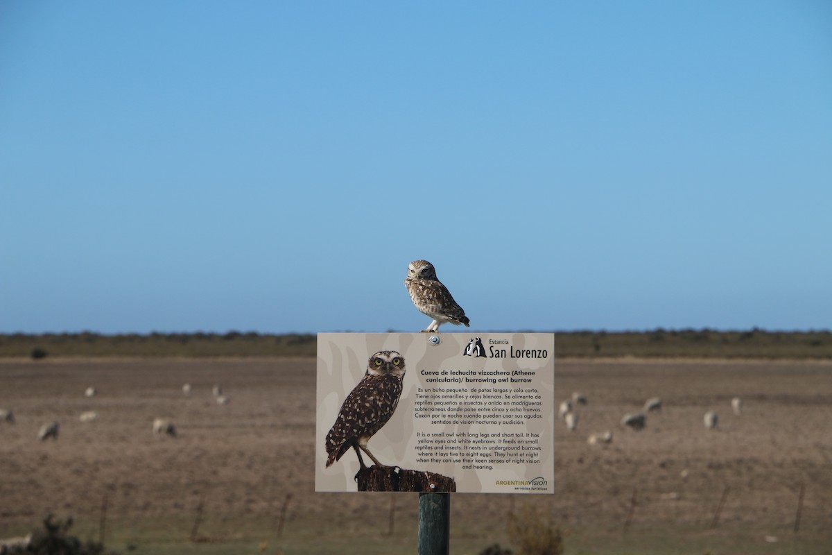 Burrowing Owl - Doug Martin