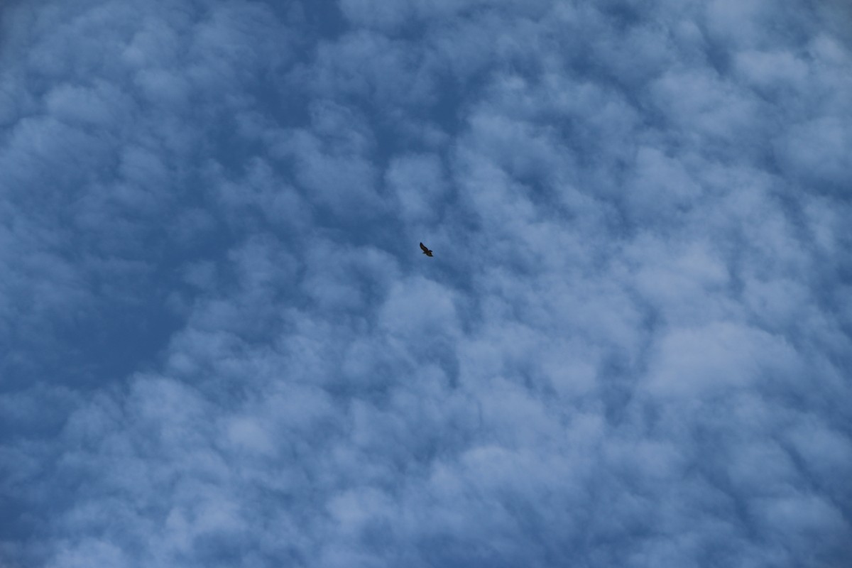 Black-chested Buzzard-Eagle - Doug Martin