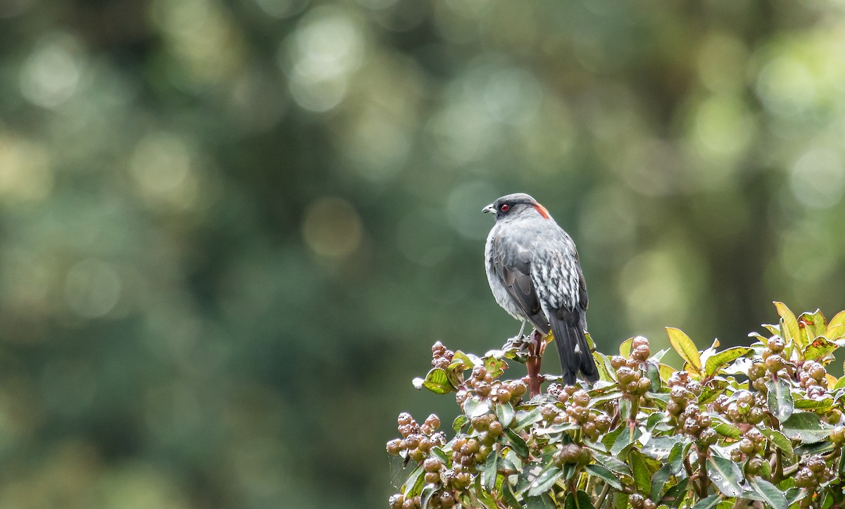 Red-crested Cotinga - ML114691381