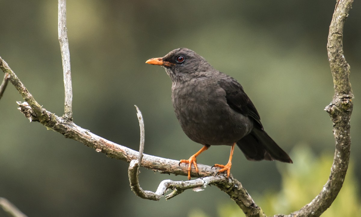 Great Thrush - ML114691391