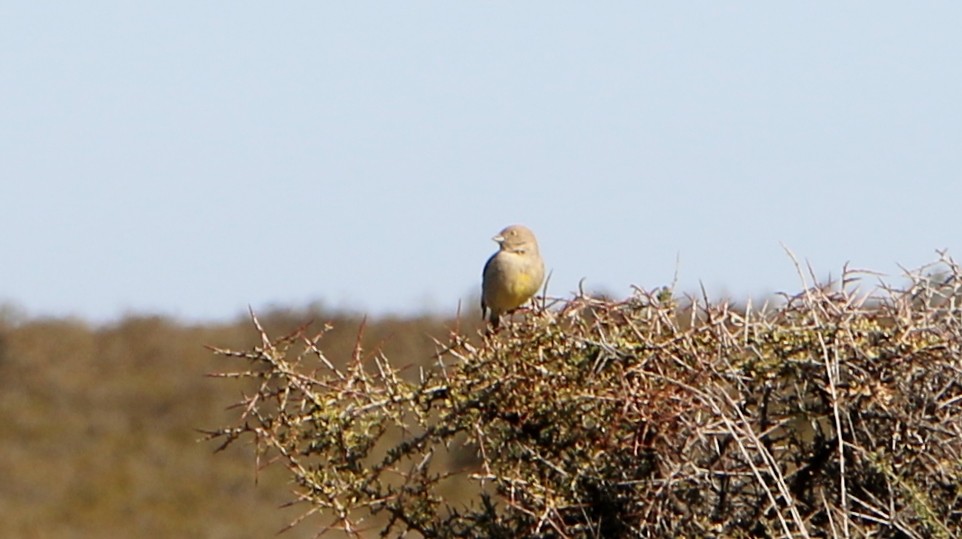 Patagonian Yellow-Finch - Doug Martin