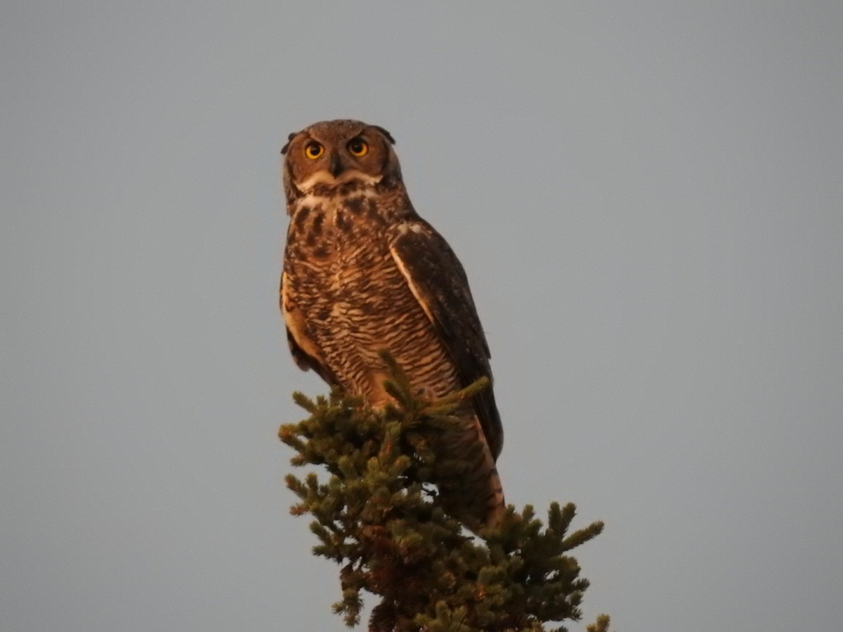 Great Horned Owl - ML114692951