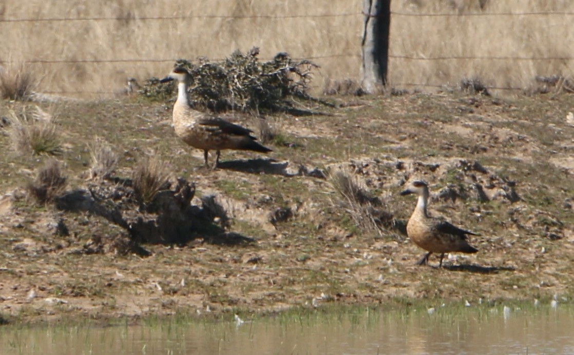 Crested Duck - ML114693141