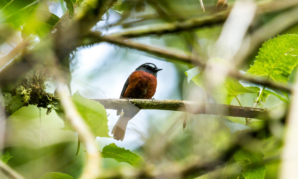 Chestnut-bellied Chat-Tyrant - David Monroy Rengifo