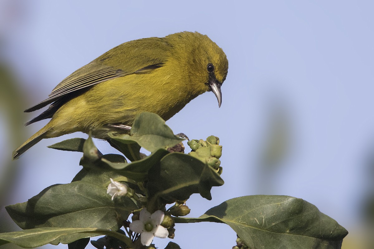 Hawaii-Amakihikleidervogel - ML114693501