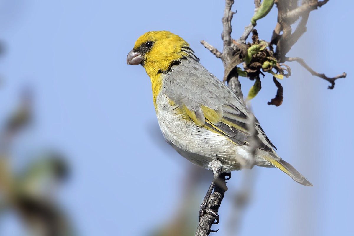 Schwarzmasken-Kleidervogel - ML114693581