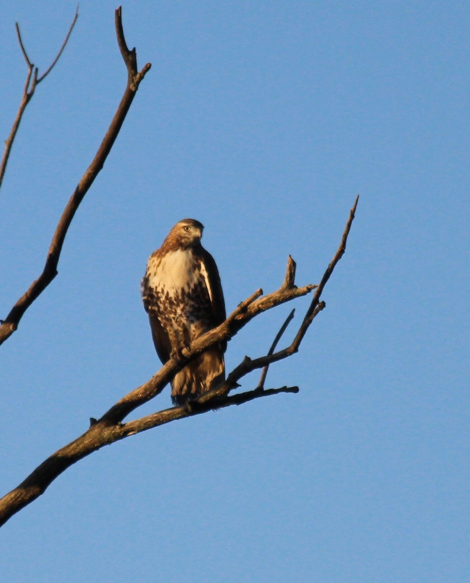 Red-tailed Hawk - Jennifer  Day