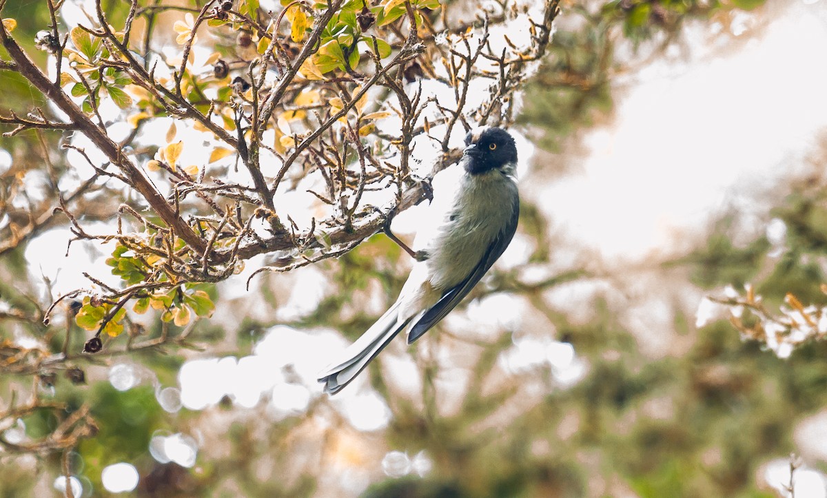 Black-headed Hemispingus - ML114694251