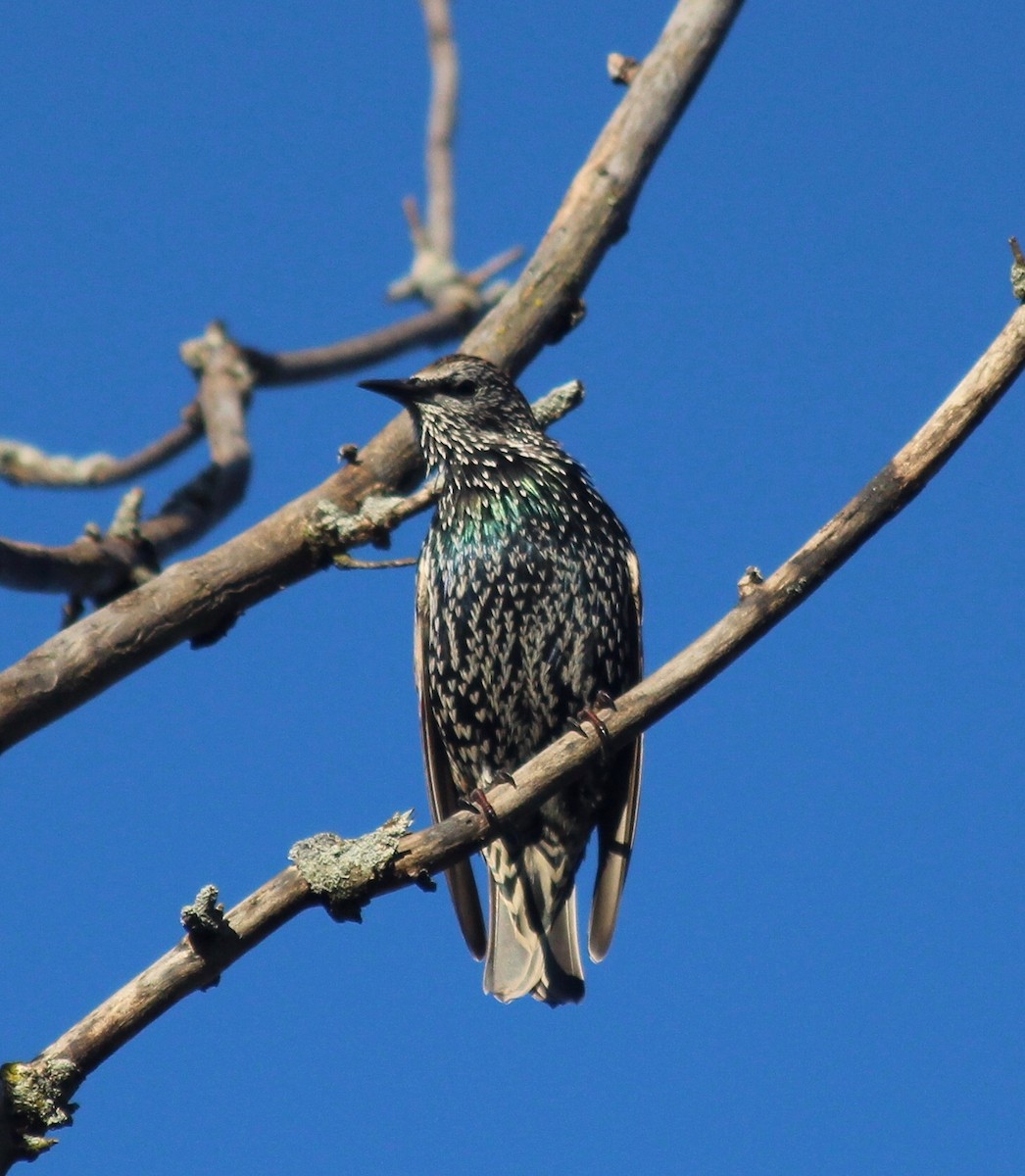 European Starling - Jennifer  Day