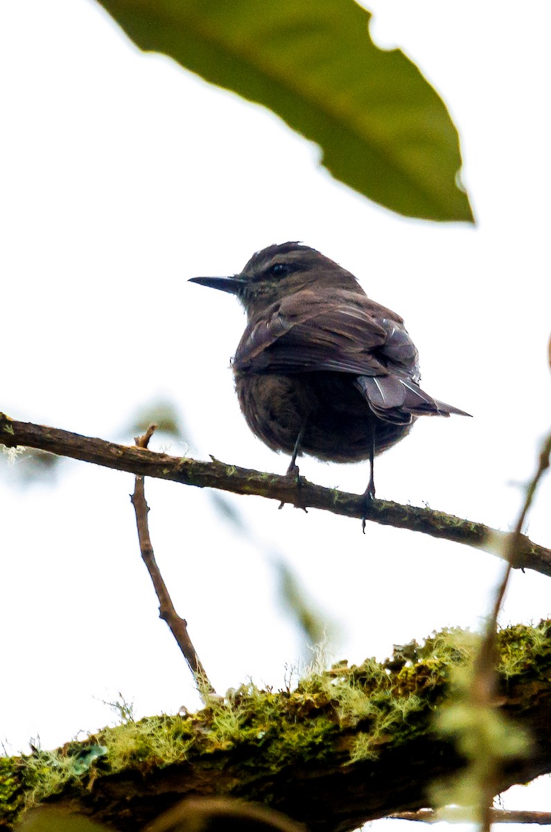 Smoky Bush-Tyrant - ML114694431