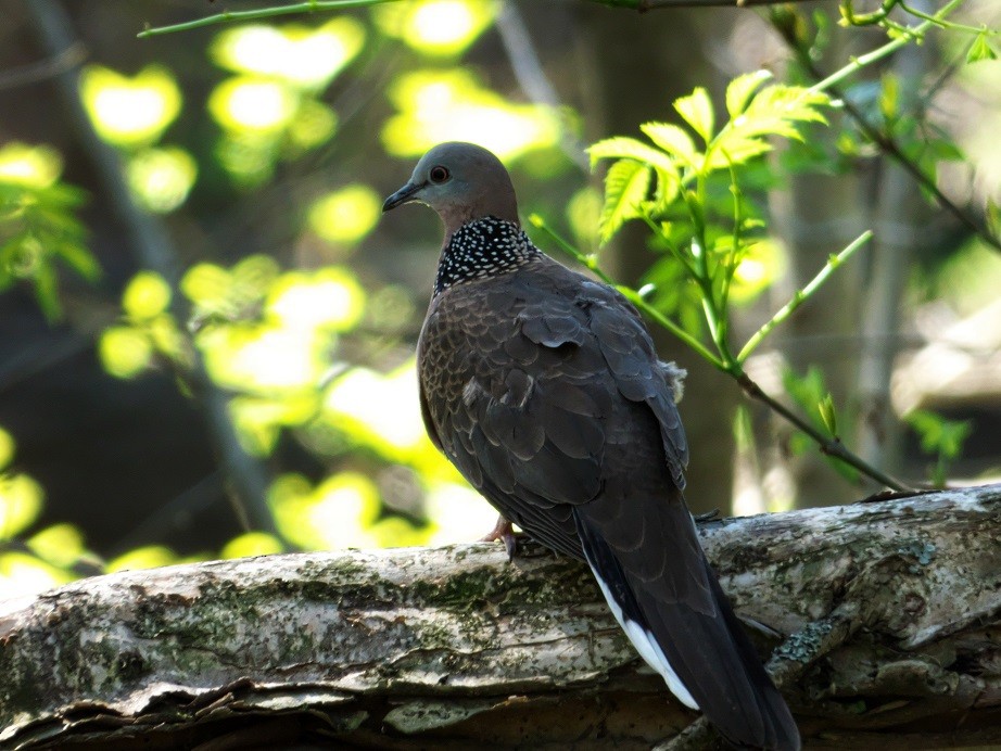 Spotted Dove - ML114695401