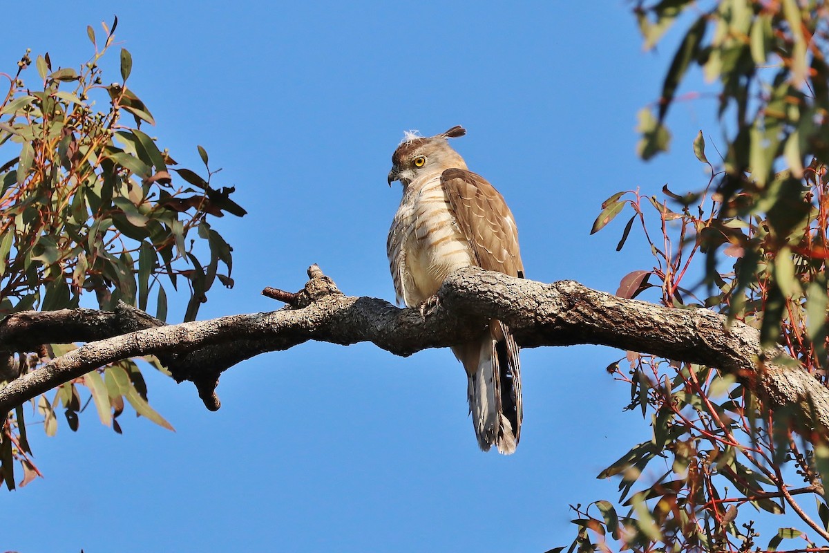 Pacific Baza - ML114695841