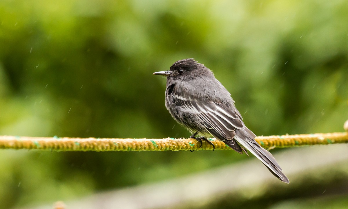 Black Phoebe - ML114696131