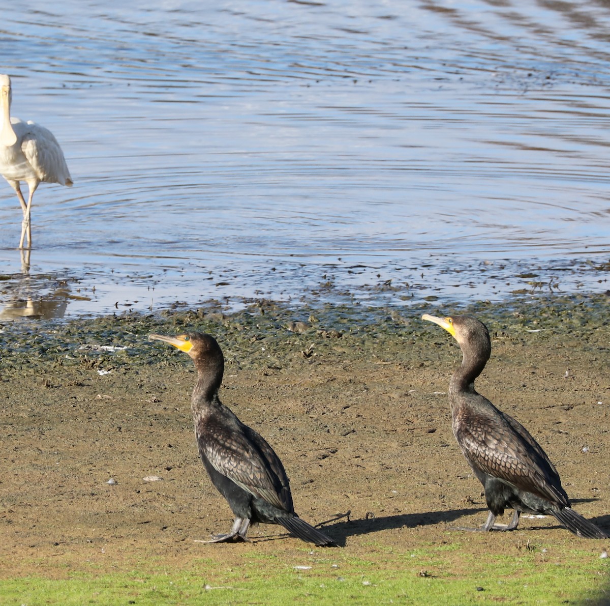 Great Cormorant - Cheryl McIntyre