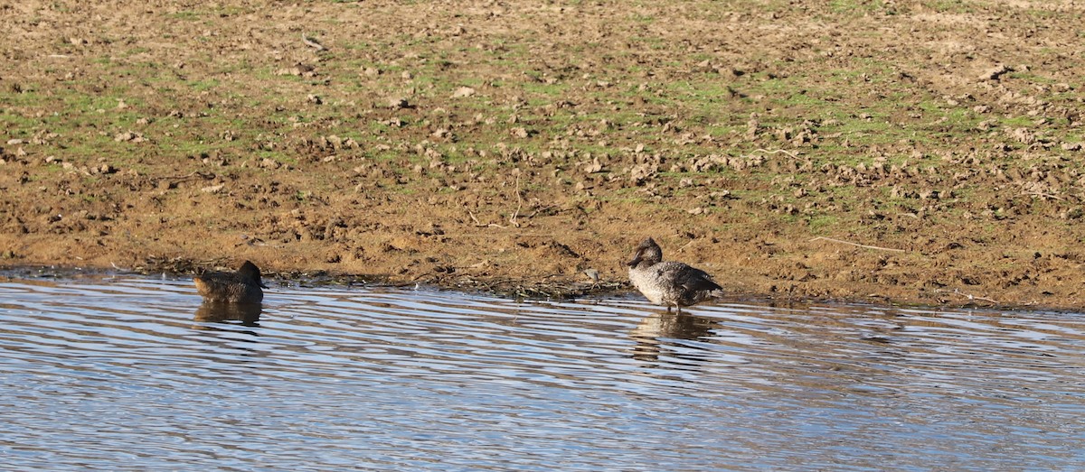 Freckled Duck - Cheryl McIntyre